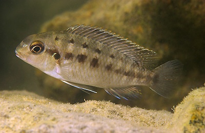 Tropheops tropheops 'Harbour Island'